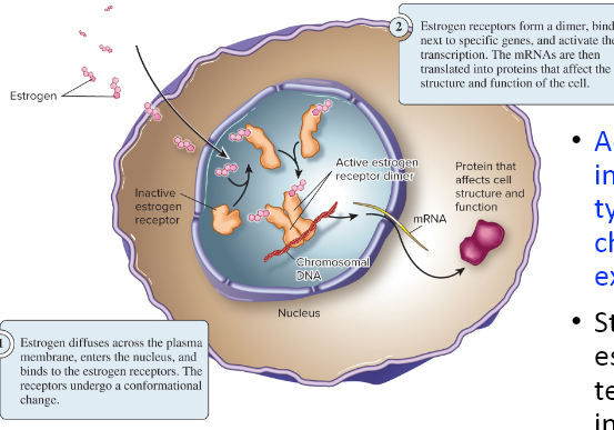 <p>Steroid hormones like, estrogen and testosterone</p>