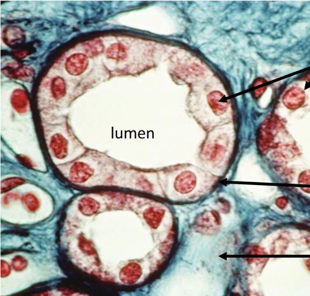 <p>Cell type</p>