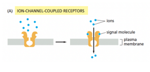 * When the signalling molecule binds to the receptor, the gate opens which gives passage to other signalling molecules. 
* Very rapid process - binding of few ligands enables many of them to enter cell

(not to be confused with voltage gated sodium ion channels which aren’t activated by a specific ligand)

\
