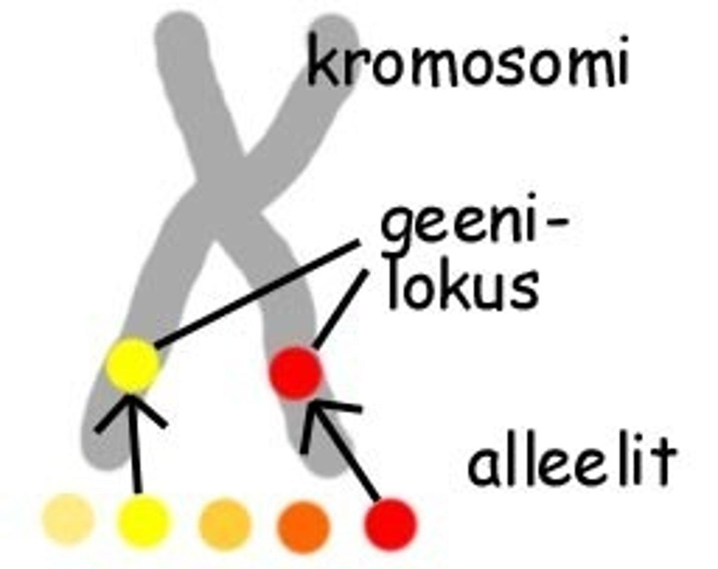 <p>Geenin vaihtoehtoista muotoa. Suvullisesti lisääntyvien lajien yksilöt perivät jokaisesta geenistä kaksi alleelia: toisen äidiltään (munasolu) ja toisen isältään (siittiö). Aa aa AA</p>