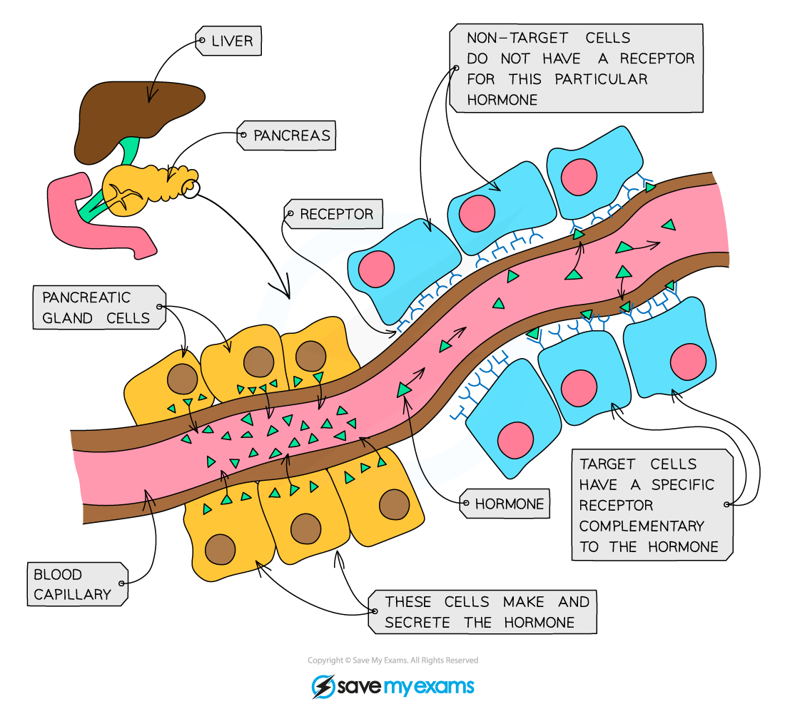 <p>A chemical substance made by a gland, carried in the blood, affecting target organs</p>