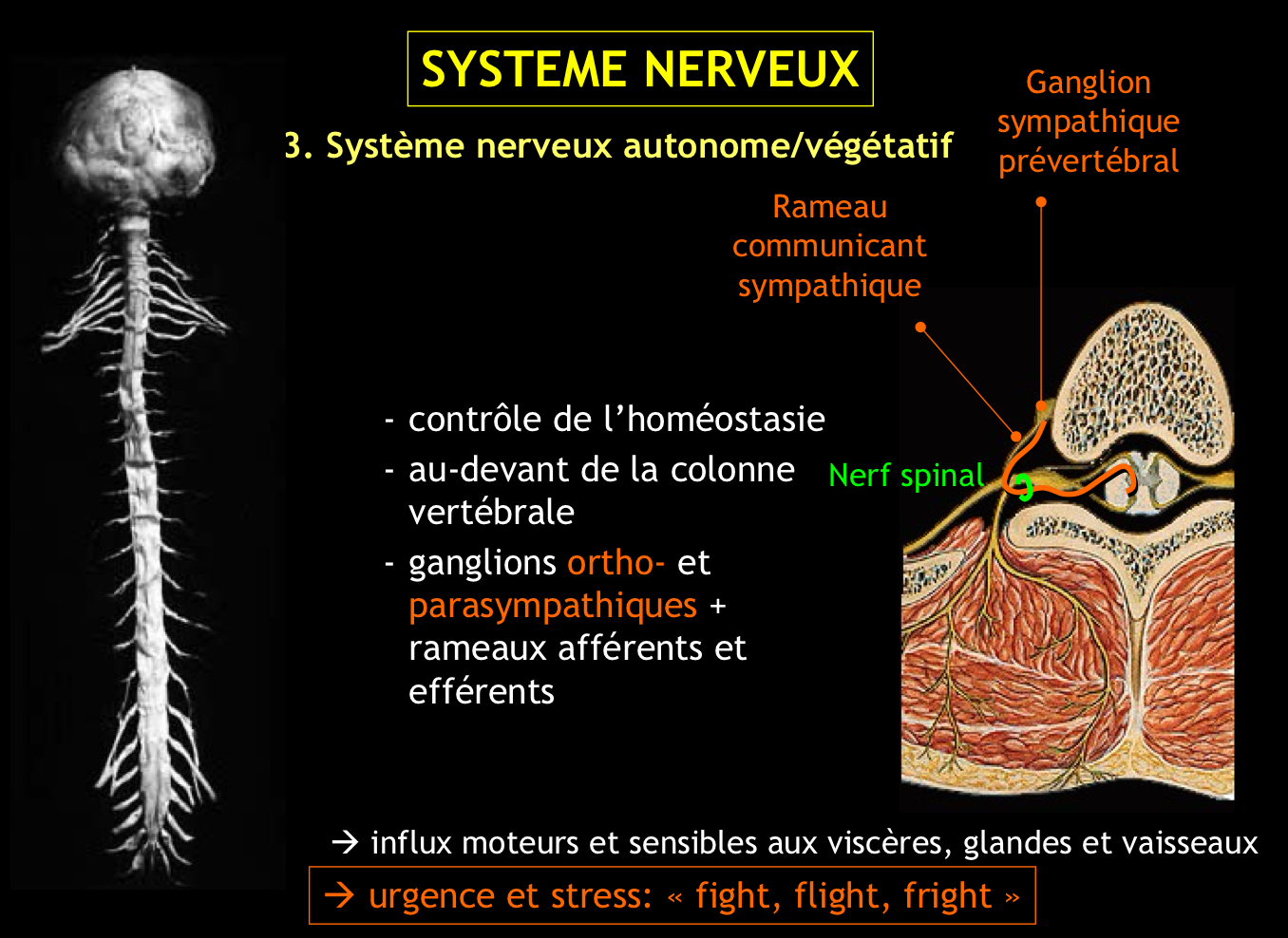 <p>C’est une partie de l’appareil neural qui comprend des fibres nerveuses et des ganglions contrôlant les fonctions végétatives de l’organisme</p>