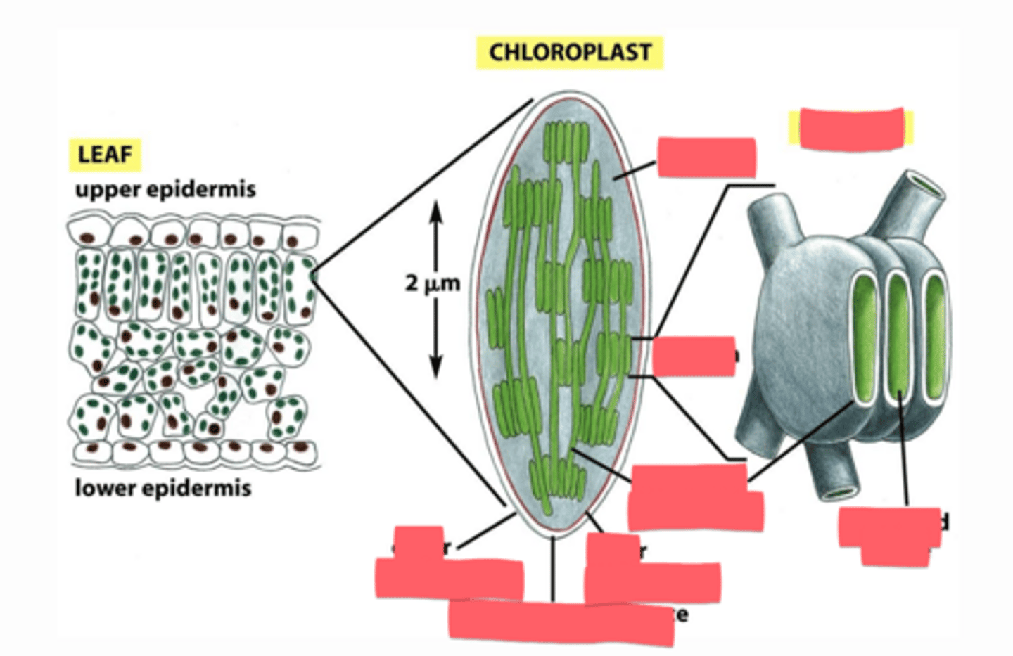 <p>Describe the structure of a chloroplast.</p>