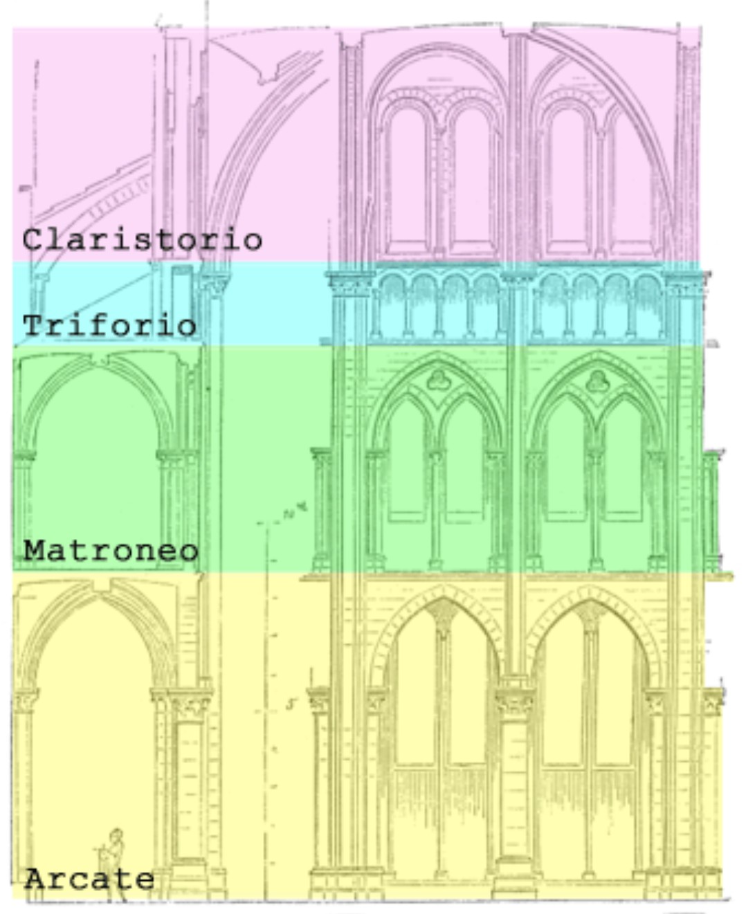 <p>Viola, Claristorio: è il livello più alto della navata in una basilica romana o in una chiesa romanica o gotica. Il suo nome si deve al fatto che la sua traforazione di finestre permette al chiarore della luce di illuminare l'interno dell'edificio</p><p>Blu, Triforio: in architettura indica una galleria, solitamente non praticabile, ricavata nello spessore del muro, posta al di sopra delle navate laterali di una chiesa e al di sotto delle finestre del cleristorio (o claristorio). Questa galleria è spesso caratterizzata da una serie di loggette o aperture che danno accesso a una vista delle navate laterali.</p><p>Verde, Matroneo: Loggiato interno che corre al disopra delle navate minori in varie basiliche paleocristiane, originariamente riservato alle donne (donde il nome).</p><p></p><p>Giallo, Arcate: Ogni elemento di una successione architettonica di strutture ad arco o a volta.</p>