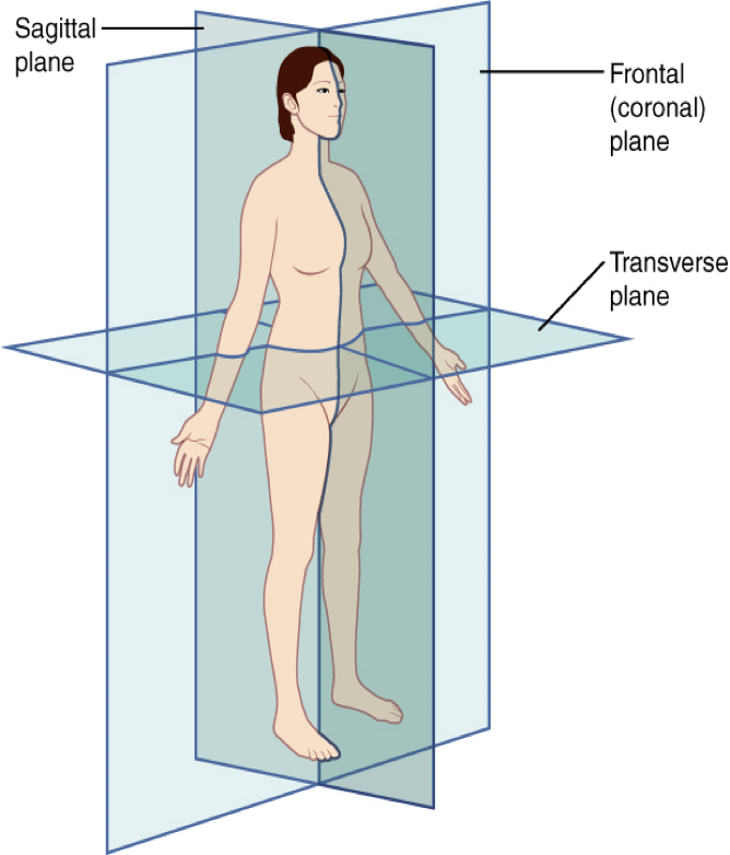 <p>sagittal </p>