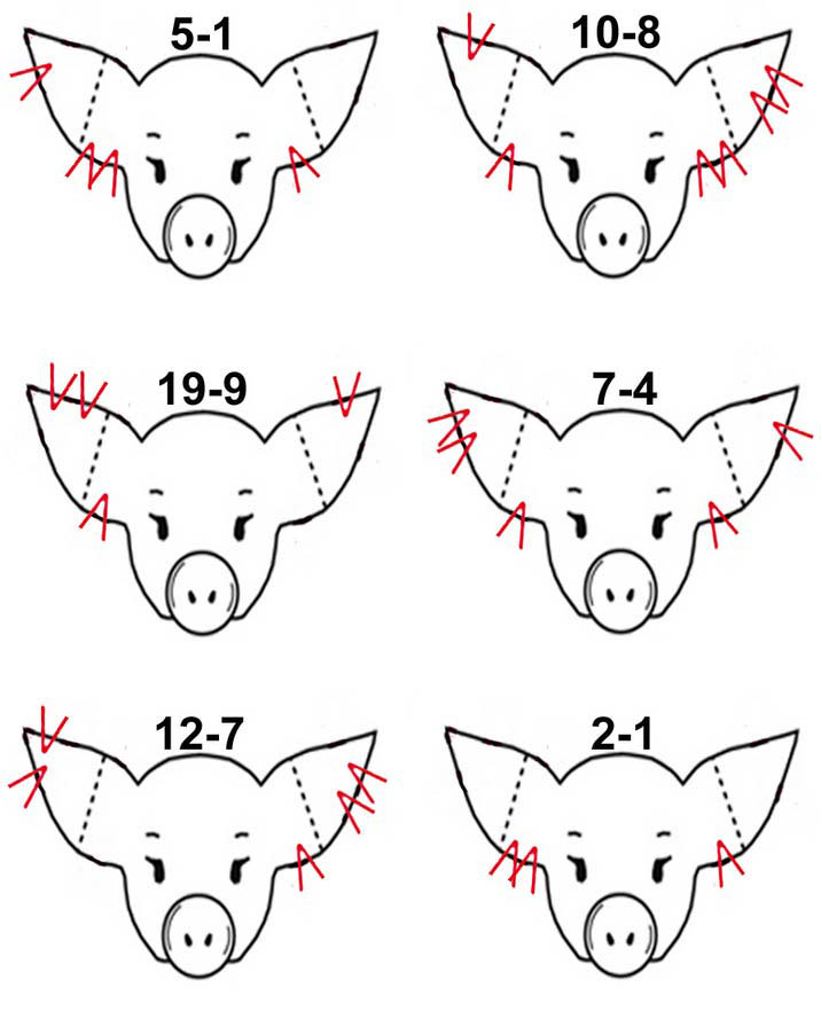 <p>Identification of a pig (Ear Notches)</p>