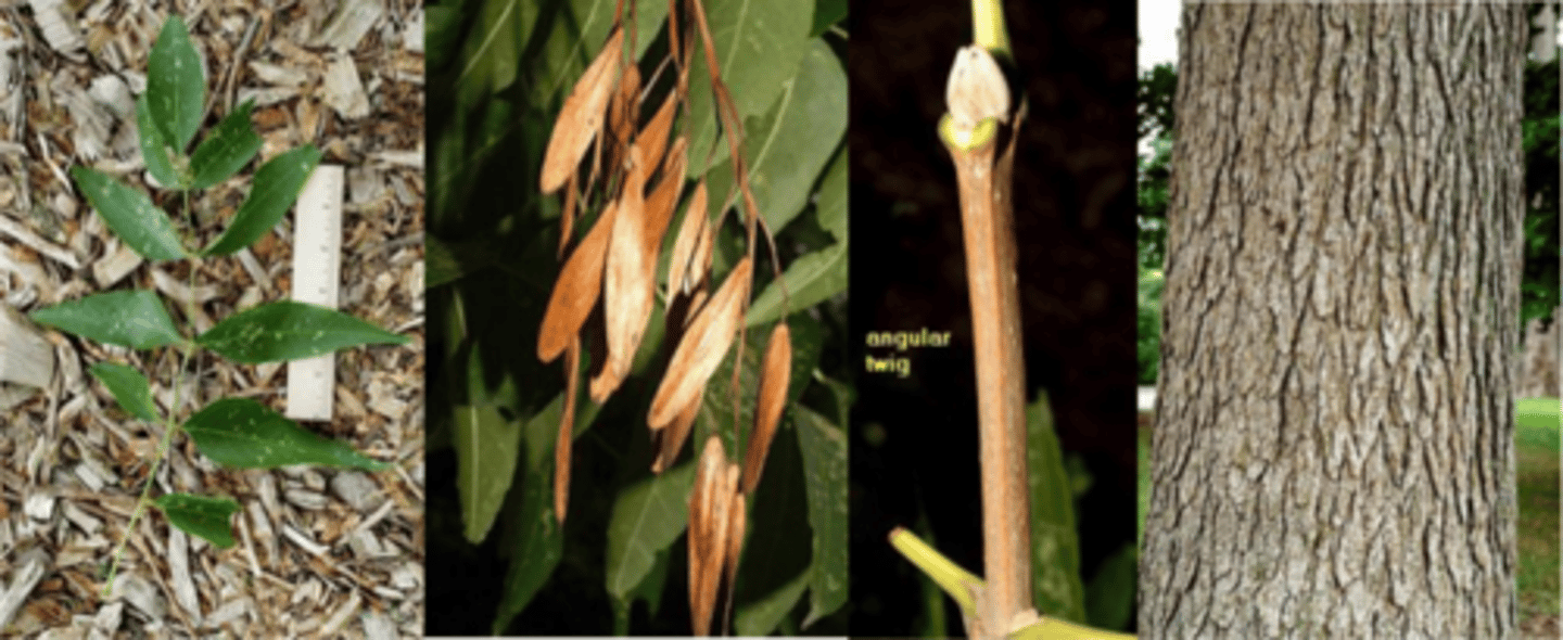 <p>Leaves: opposite, pinnately compound, 7-14” long with mostly w/ 9 leaflets, acuminate tip, base is broadly cuneate (=wedge shaped w/ straight sides) base which is unequal (like elms). </p><p>Twigs: stout, 4-angled w/ square, corky wings (like Euonymous alatus). </p><p>Buds: terminal bud are more elongate than other ashes. </p><p>Fruit: samara shaped like “canoe paddles”. </p><p>Bark: light gray, scaly plates NOT in ridges and furrows as in white ash; turns blue when injured (oxidizes). </p><p>Form/Silvics: Missouri native. Tolerates high pH, dry sites; often found on dry, rocky limestone ridges, normally a scattered tree in the landscape. Mature Size: 50-70ft. </p>