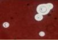 <p>What does this image show?</p>