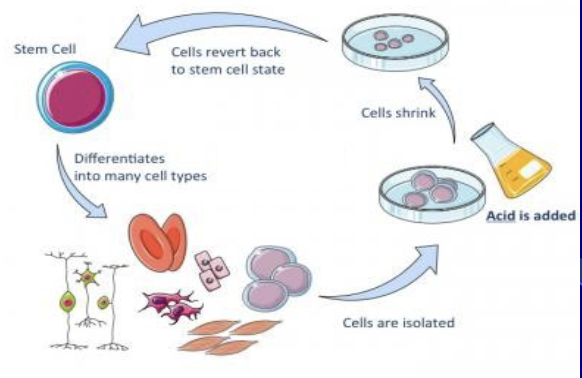 <ul><li><p>a method reported in 2014 where mature cells were supposedly reverted to a pluripotent or even totipotent stem cell state by simply exposing them to mild stress</p></li><li><p>The study, claimed these STAP cells could contribute to all tissues and the placenta in a chimeric mouse, was later retracted and deemed fraudulent due to issues with the data and findings</p></li><li><p>The accompanying poll shows the public's initial divided belief in the existence of STAP cells prior to the retraction</p></li></ul><p></p>