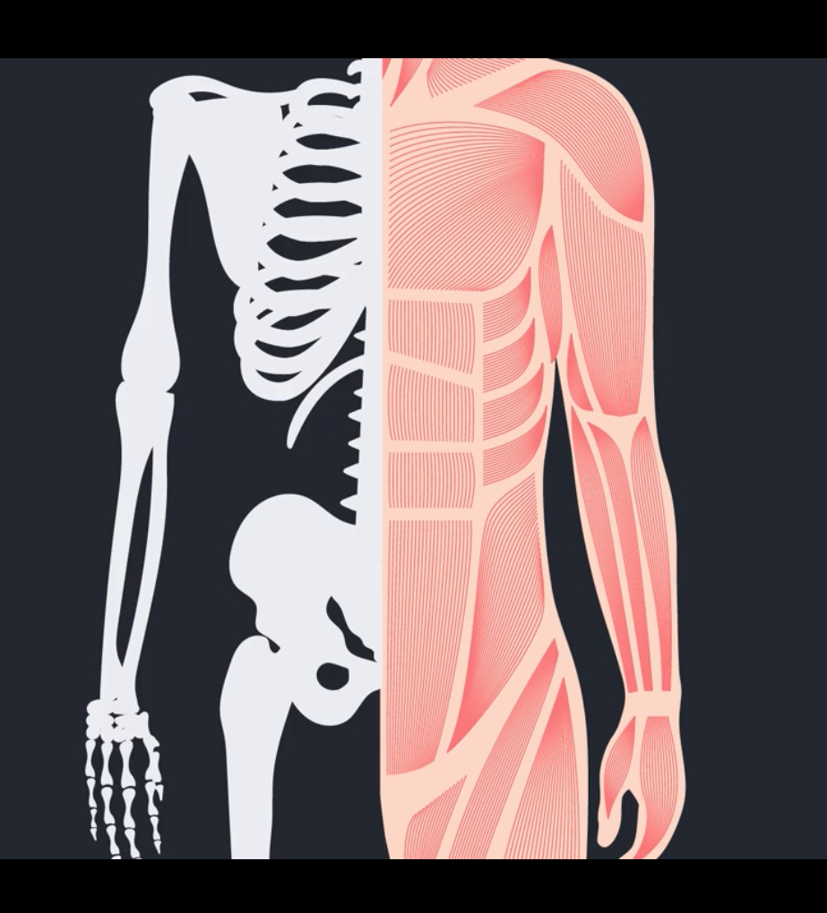 <p>What is anatomy?</p>