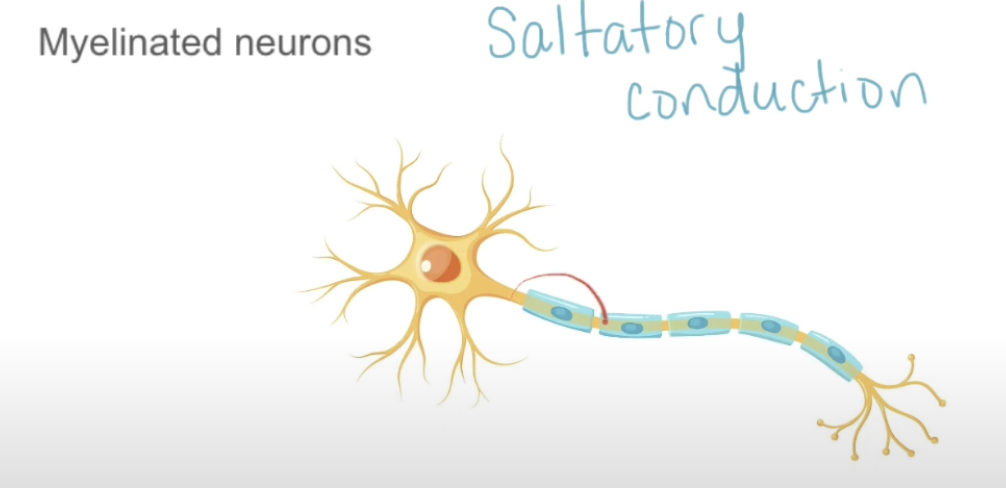 <p>How do myelin sheaths increase the speed of nerve impulses?</p>