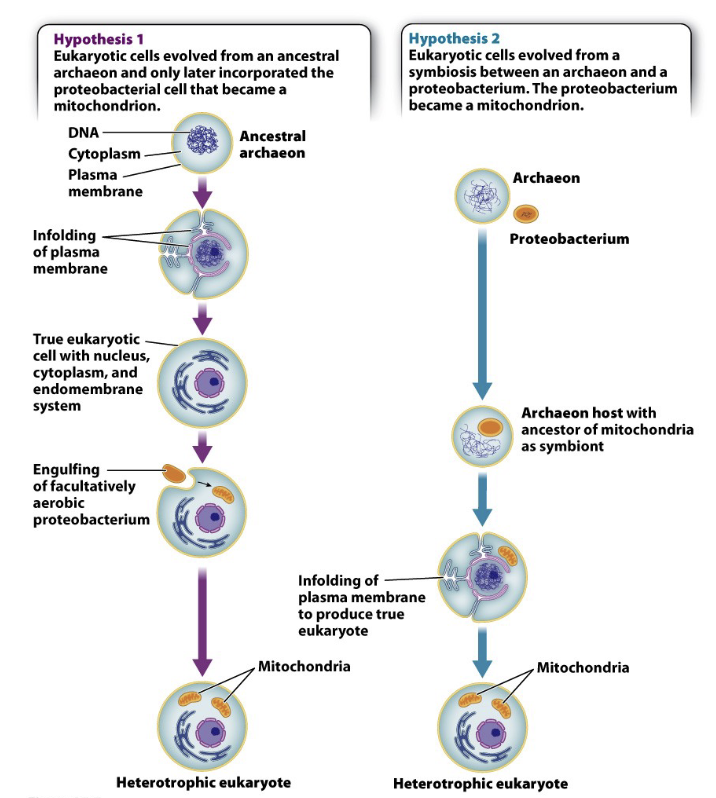 <p>Hypothesis 1) Ancestral archaean first evolved endomembrane system, then entered symbiosis with α-proteobacterium, which became mitochondrion</p><p>Hypothesis 2) Primary Endosymbiotic Theory Part 1</p>