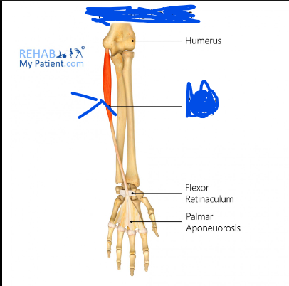 <p>Origin - medial epicondyle of humerus</p><p>Insertion - palmar aponeurosis</p><p>Action - flexion at the wrist</p>