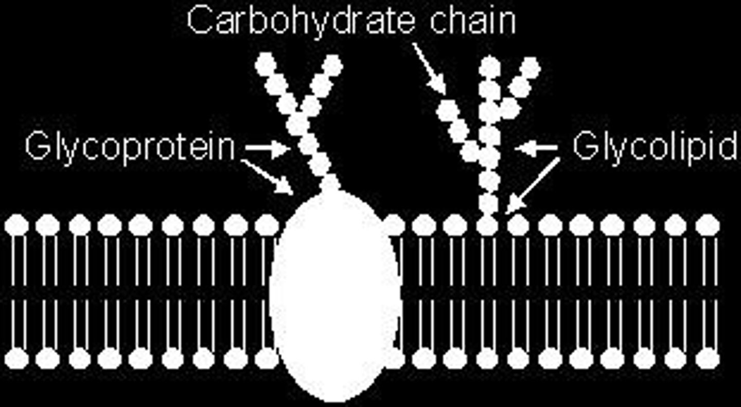 <p>-important for cell to cell recognition</p><p>- glycolipids- carbohydrates bonded to lipids</p><p>-glycoproteins- carbs bonded to proteins</p>