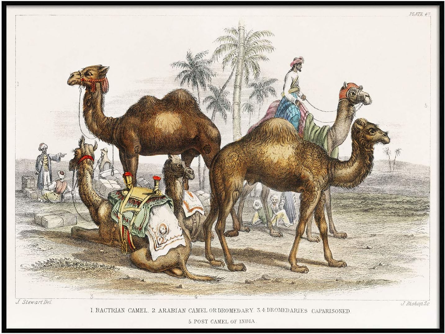<p>Camels were used widespread to transport goods along silk road routes as they could carry heavy loads up to 300 pounds for long distances, while being less dependent on water.</p><p>PIGRATES: Technology</p>