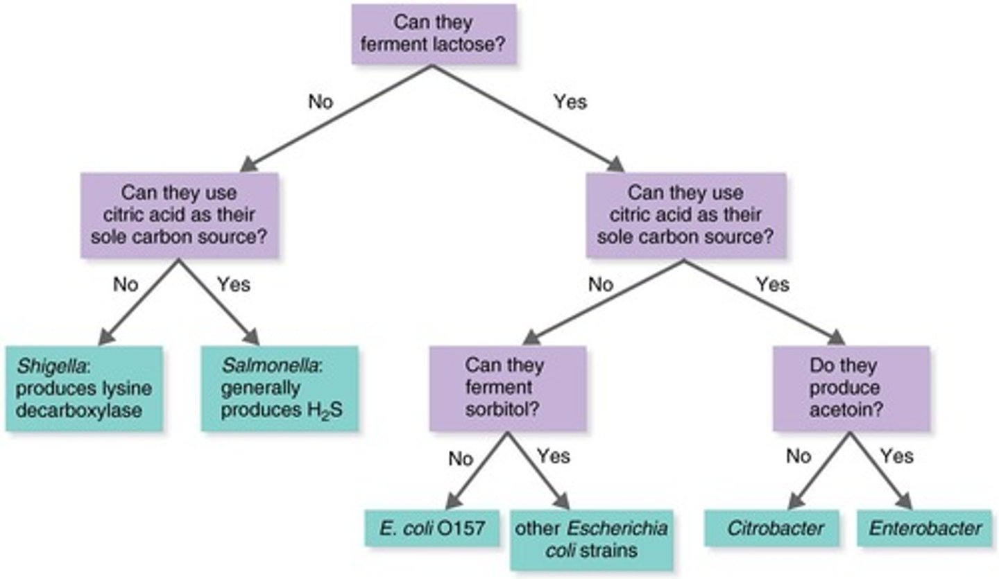 <p>Rapid identification method for enteric bacteria.</p>
