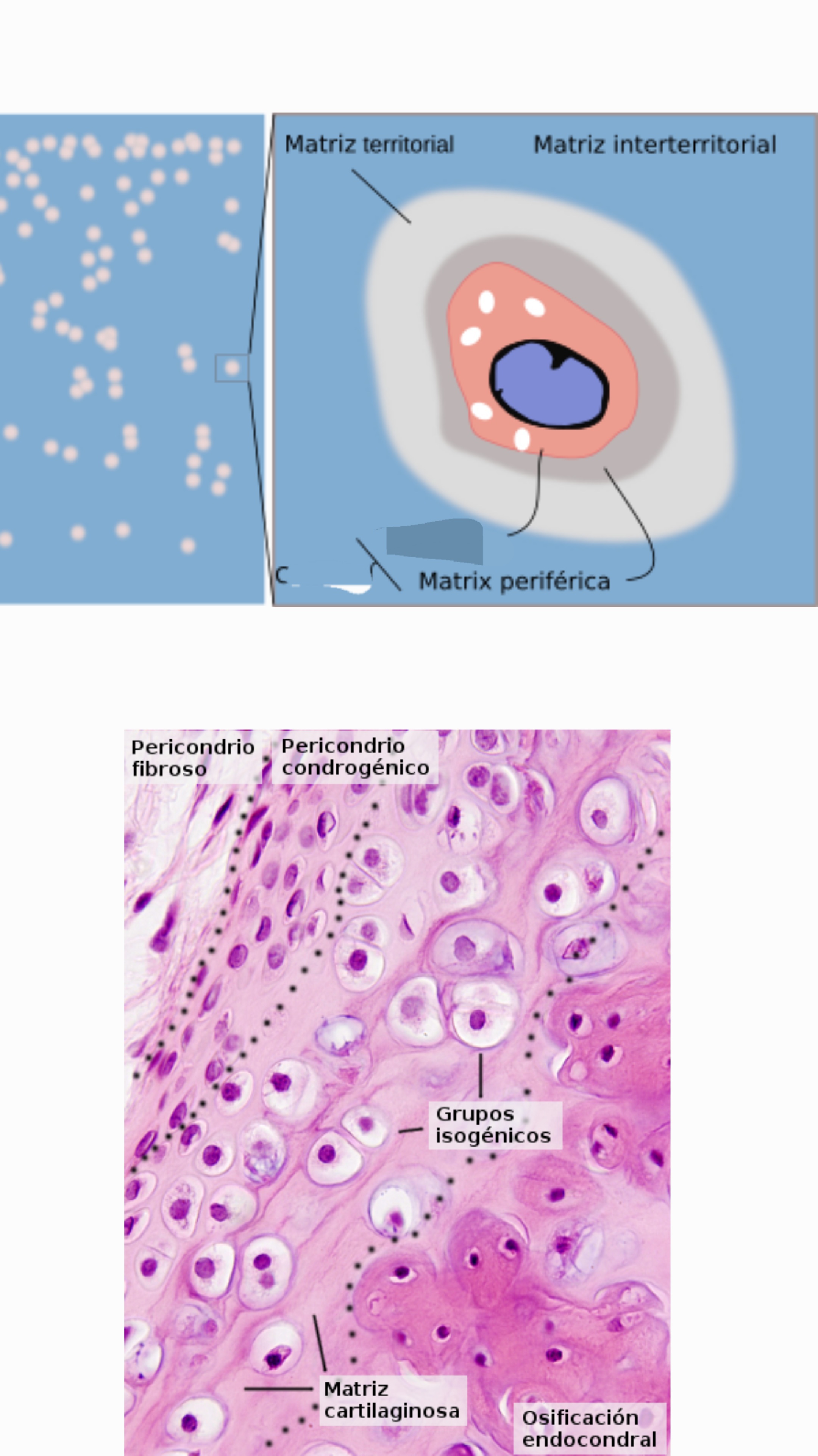 <p>Que tipo de celula es?</p>