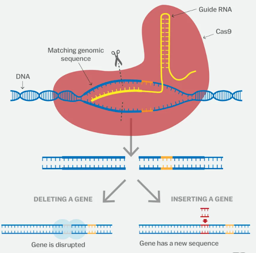 <p>CRISPR consists of a guide RNA (RNA-targeting device) and the Cas enzyme</p><p></p><ol><li><p>The guide RNA of CRISPR finds the target sequence in DNA and bind to it</p></li><li><p>Once bound to the target DNA, Cas 9 cuts the DNA</p></li><li><p>After the DNA is cut, a new segment of DNA can be added.</p></li></ol>