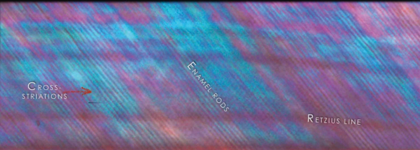 <ul><li><p><strong>Cross-striations</strong> demarcate the amount of enamel deposited by ameloblasts in a single day. The average rate is approximately <strong>4 µm/day in humans</strong>.</p></li></ul><ul><li><p>The average distances between cross-striations in human teeth are about <strong>2.5 µm at the DEJ</strong> and <strong>6.5 µm at the enamel surface</strong>.</p></li></ul><p></p>