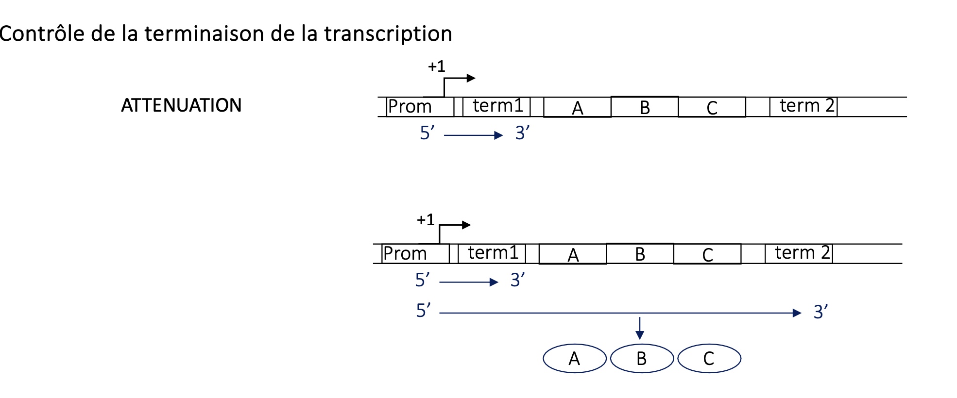 <p>By different positions of terminators </p><p>if first terminator at the beginning/first —&gt; small mRNA as RNA pol stops at term1</p><p>if terminator father down at the end the coin sequence —&gt; mRNA coding for gene is transcribed </p>