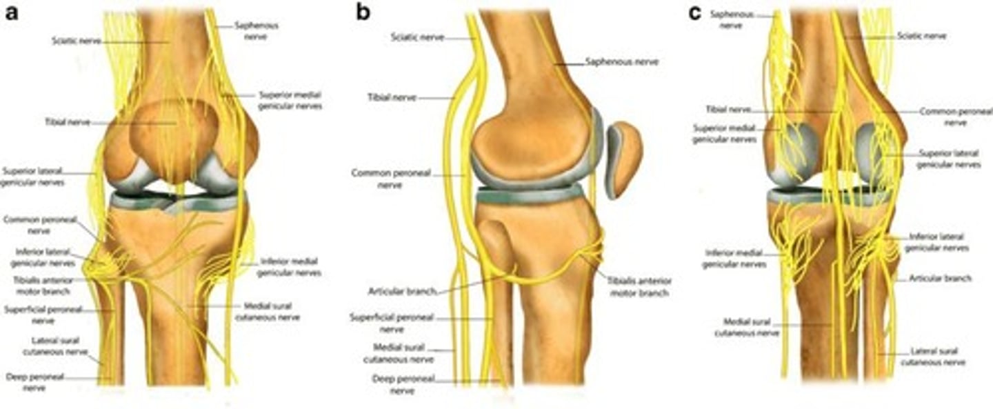 <p>To monitor position, stretch, and painful stimuli.</p>