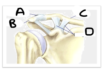 <p>what is letter C (joint image)</p>