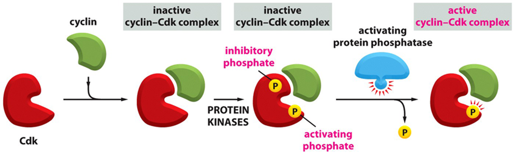 <p> inhibitory phosphatases must be removed  </p><p>process </p><p>M-cdk complex is formed→ phosphorylated at adjacent sites by protein kinase Wee1→ conformation keeps M-Cdk in an inactive state until the phosphates are removed by activating protein phosphatase called Cdc25</p><p></p>
