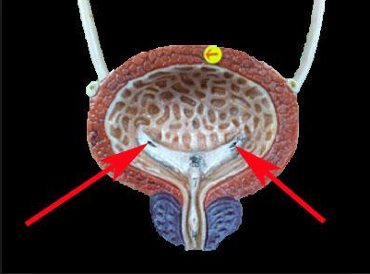 <p>allows urine to pass outside the body</p>