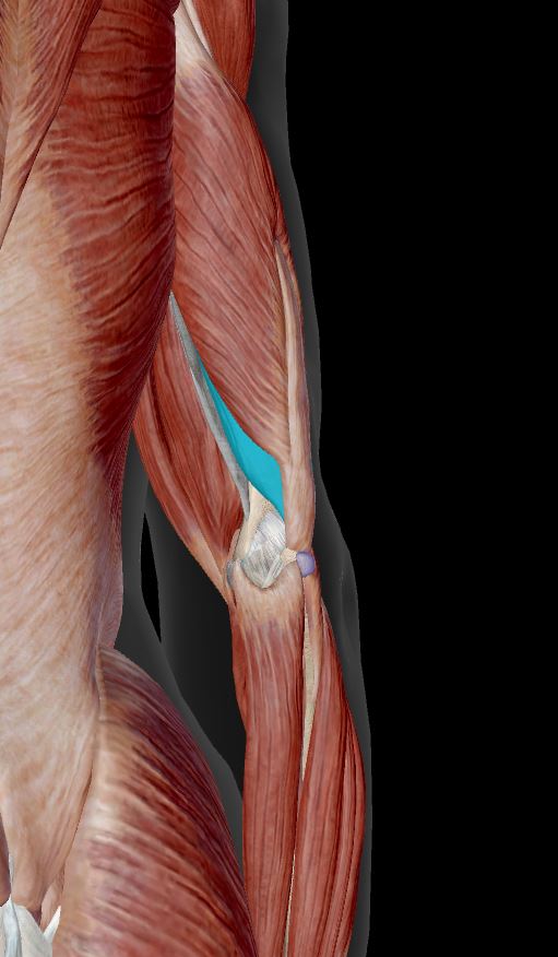 <p>Label the muscle</p>