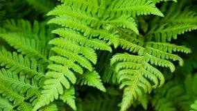 <p>Symptoms:</p><p>1) muscle tremors</p><p>2) weight loss</p><p>3) anemia which can lead to death</p>