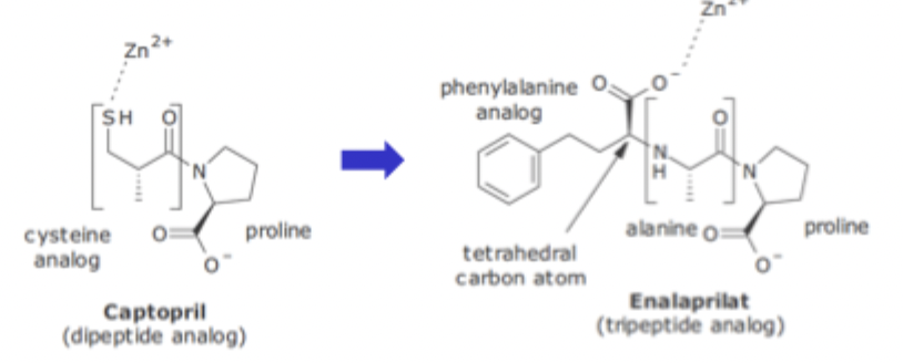 <ul><li><p>Needs FG that can interact with zinc atom on enzyme active site</p></li></ul><p></p>