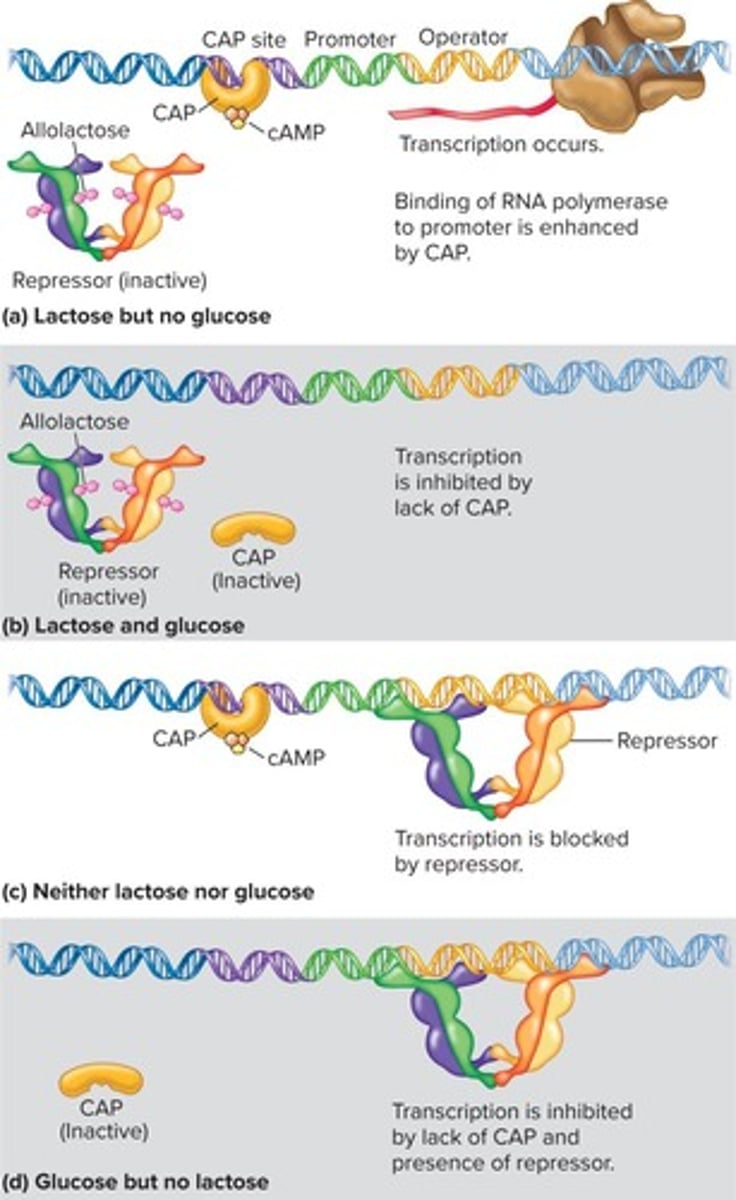 <p>A regulatory mechanism where the presence of glucose inhibits the metabolism of alternative sugars.</p>