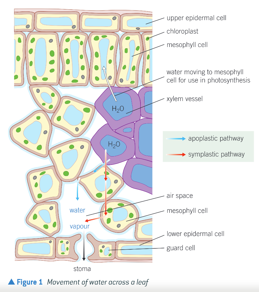 <p>Transpiration Stream - How it Works </p>