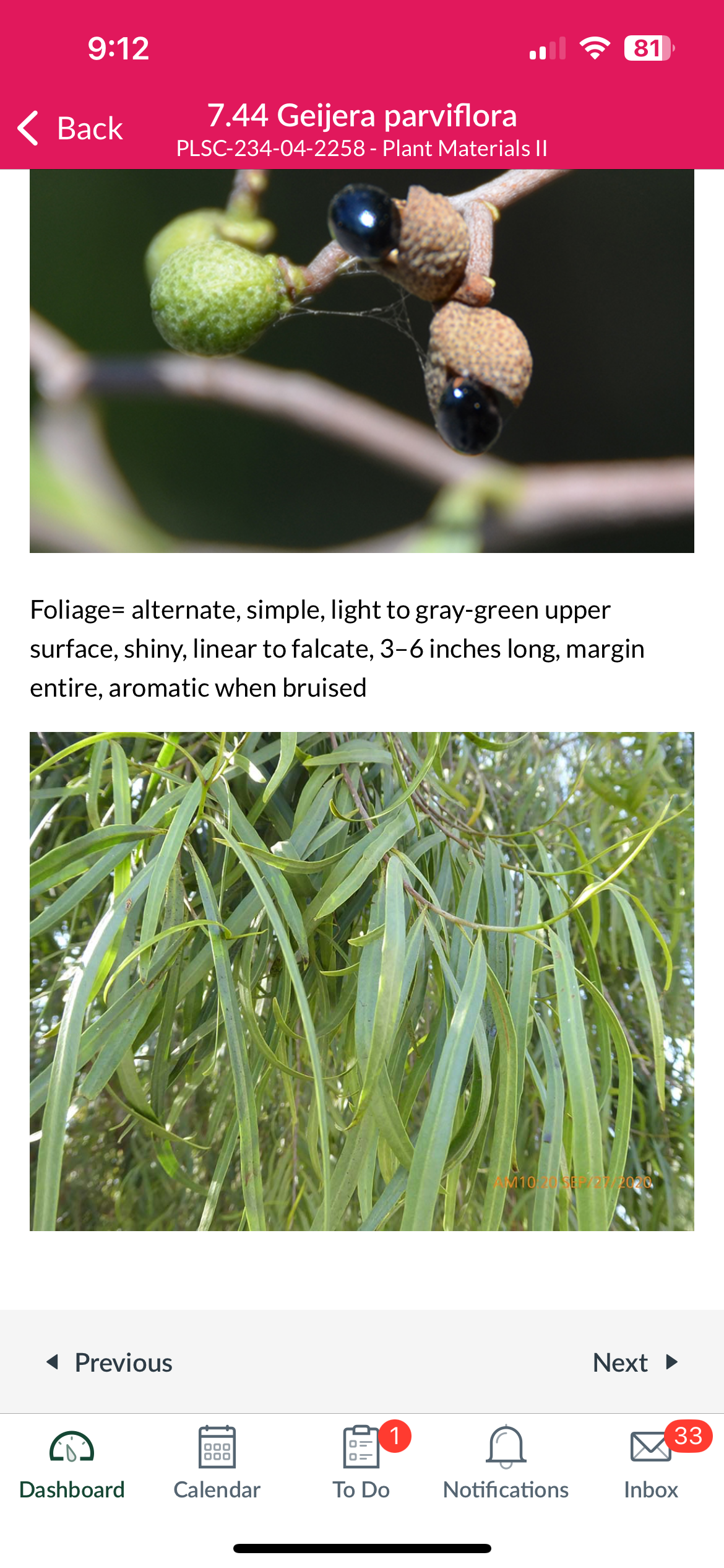 <p>Geijera parvifolia</p>