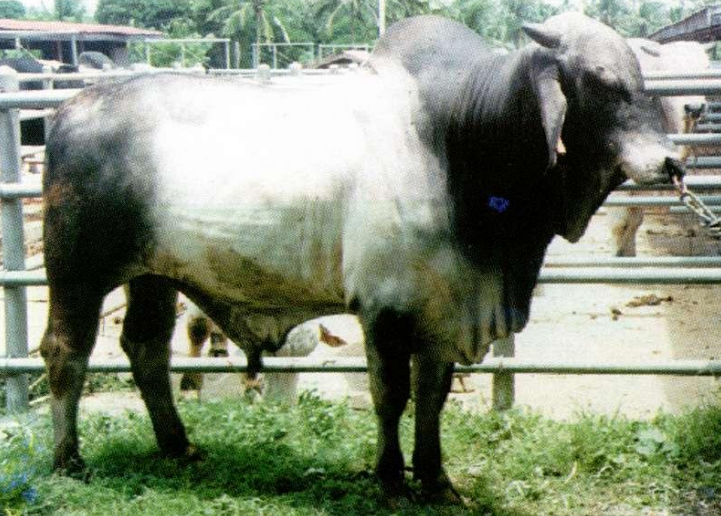 <p>Breed, type, and place of origin?</p>