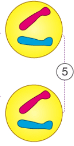 <p>What happens in telophase?</p>