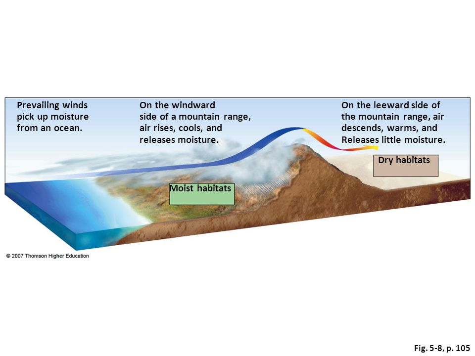 <p>When surface winds interact with geographical features such as mountains, air is forced into higher altitudes</p><ul><li><p>temperature ↓, precipitation</p></li></ul>