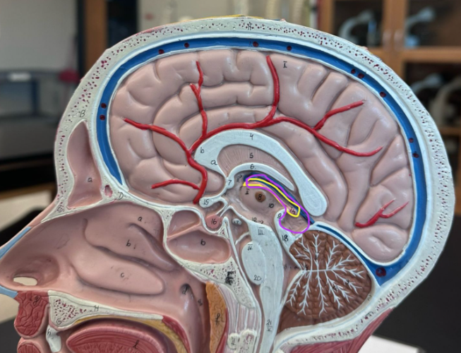 <p>What does the yellow circle indicate on the human brain?</p>
