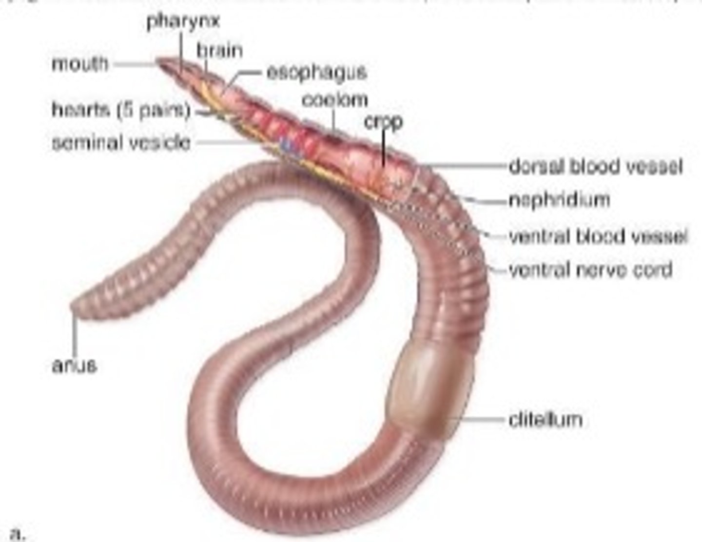 <p>- segmented; visible rings encircling outside body</p><p>- no internal or external skeleton</p><p>- hydrostatic skeleton: a fluid filled interior that support muscle contraction</p><p>- enhances flexibility</p><p>- each body segment moves independently</p><p>- locomotion by contraction and expansion of each body segment</p>