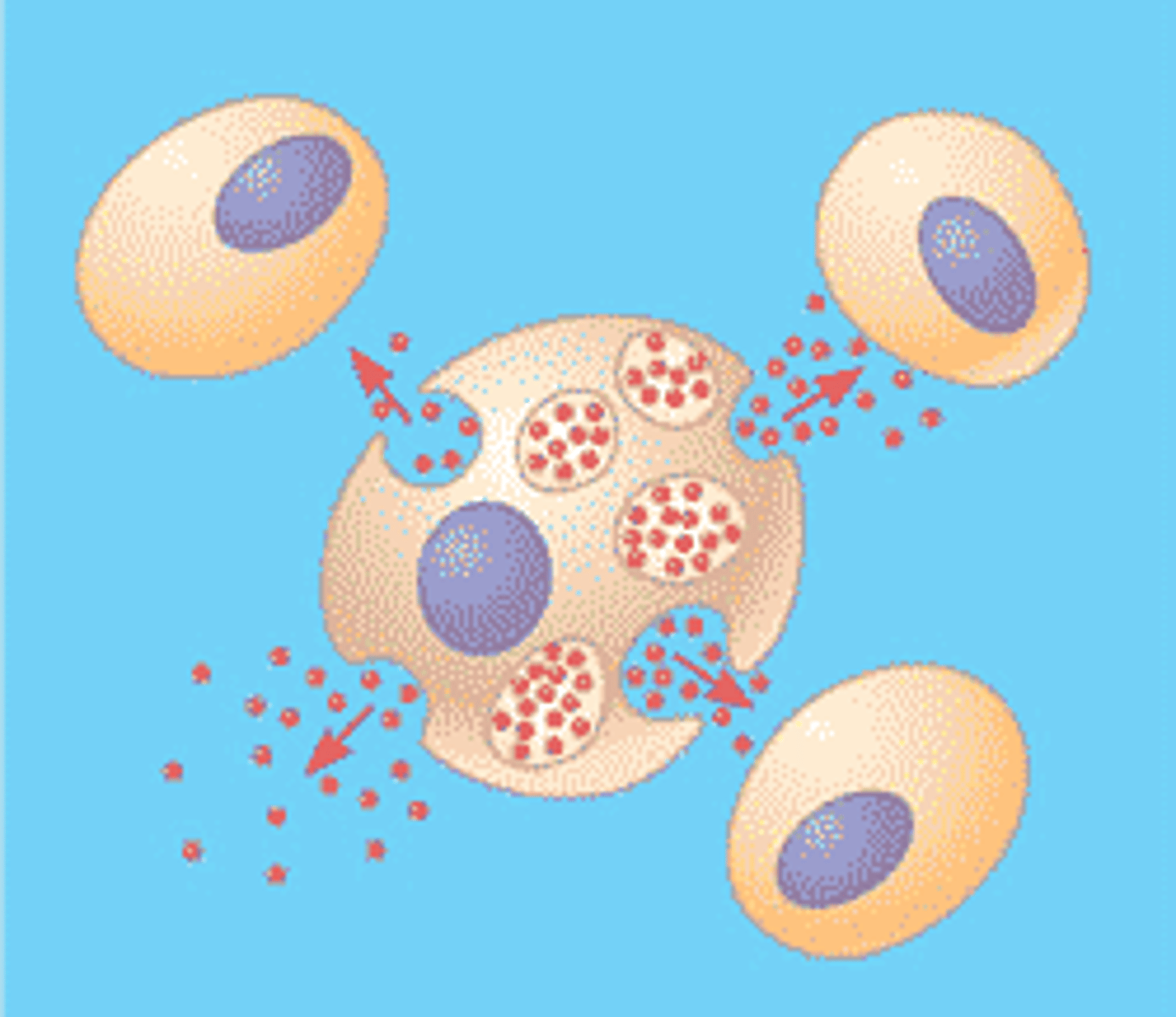 AP Biology Chapter 11 Flashcards Knowt