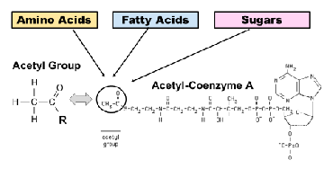 <p>sugars, fats and some amino acids all can be broken down to yeild acetyl forn the krab cycle in the Acetyl Co A </p>