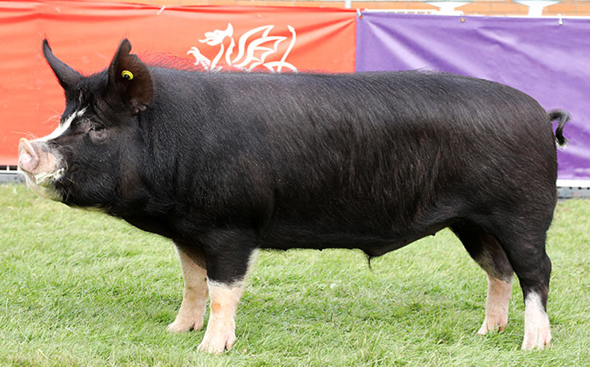 <ul><li><p>Shorted &amp; dished faced compared to Poland China</p></li><li><p>Best <strong>meat quality</strong> of the shire breeds</p></li><li><p><strong>6 white points</strong></p></li><li><p><strong>Erect ears</strong></p></li></ul><p></p>