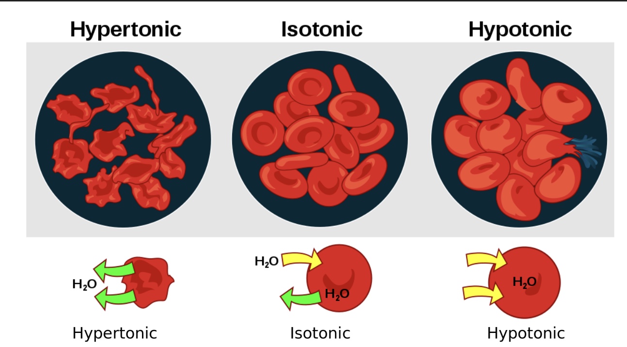 <p>-hypertonic: water moves out of the cell, and the cell shrinks/”crenation”</p><p>-isotonic: concentration dissolved outside=inside, no net movement of water</p><p>-hypotonic: water moves into the cell, and the cell swells and could potenentilly burst</p><p>*ex: if drink distilled/plain water</p>