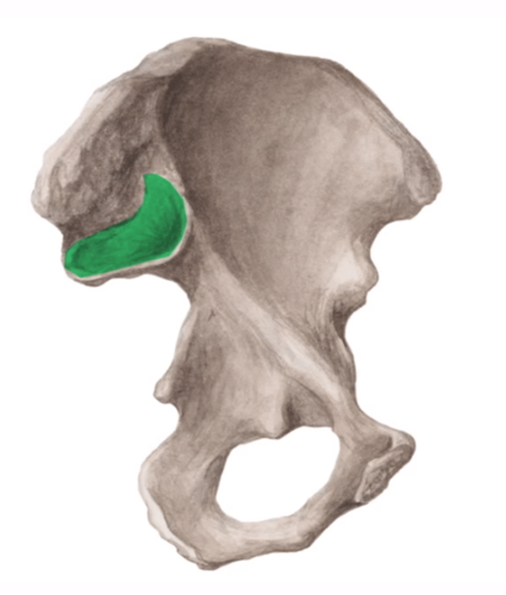 <p>facies auricularis</p>