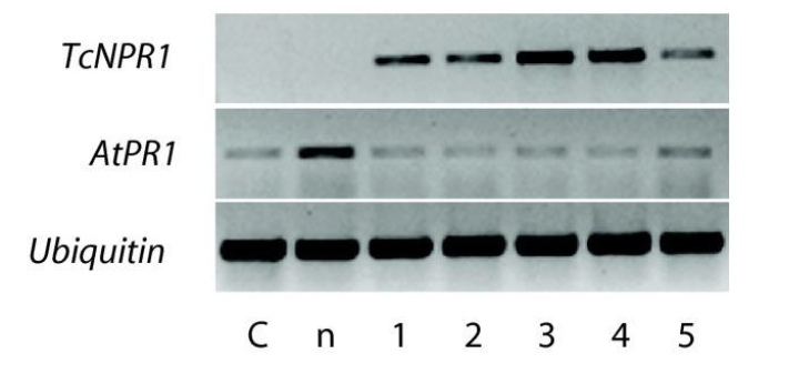 <ul><li><p>band intensity reflects how many copies of template DNA were present at the start of PCR</p></li><li><p>fainter bands means less starting template and less overall amplification</p></li><li><p>over the 25-40 cycles of a typical PCR, the amount of DNA product reaches a plateau that is not directly correlated w/ the amount of target DNA in the initial PCR</p></li></ul><p></p>