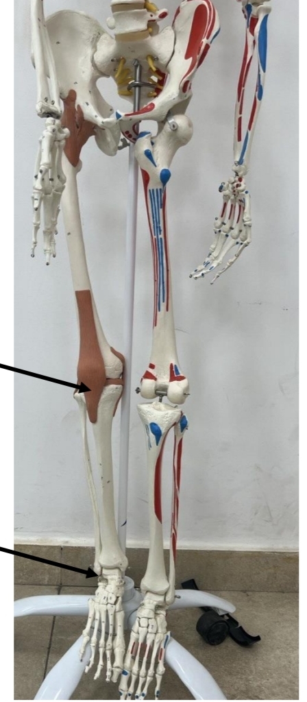 <p>identify these joints respectively </p><p>mention their types according to the shape of articulating bones respectively</p>