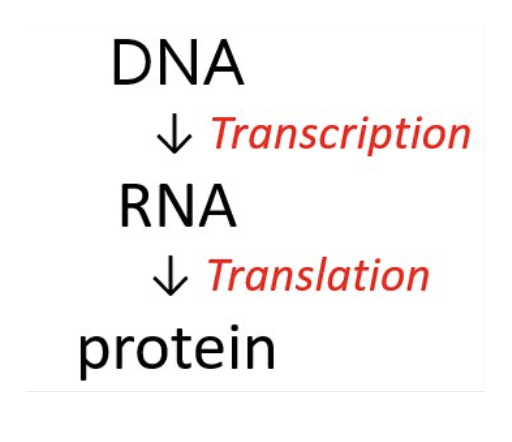 <p>the synthesis of RNA (all types of RNA) from the genetic code in DNA.</p>
