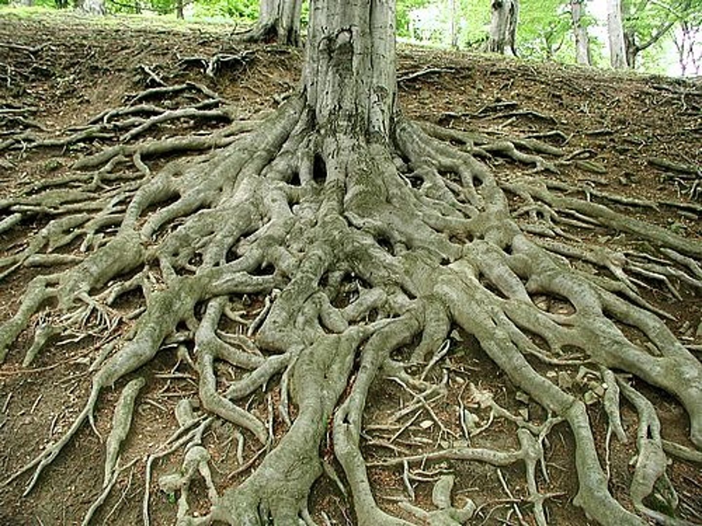 <p>roots</p>