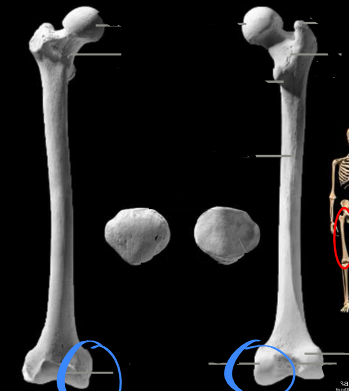 <p>Located on the femur, articulated with the synovial knee joint</p>