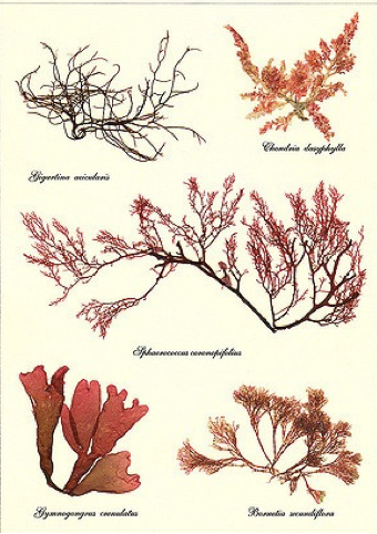 <p>red algae </p>